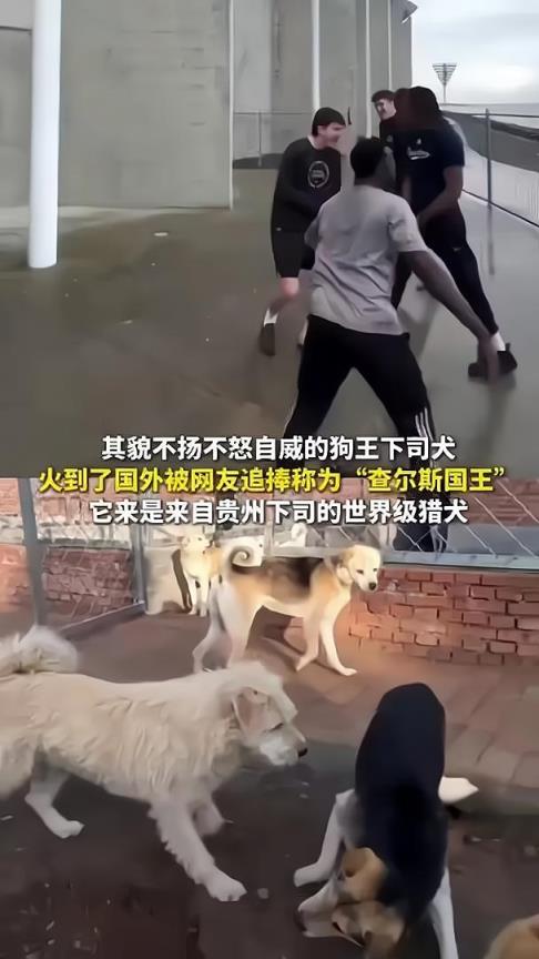 中国下司犬爆红外网:实力未必第一,但人情世故拿捏得死死的