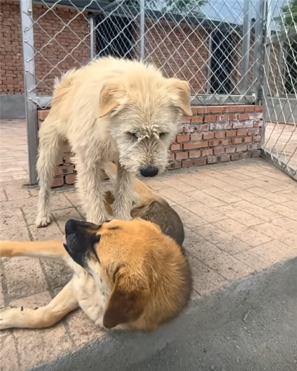 中国下司犬外网爆火 被称为中国狗王！老外真人模仿经典一幕-图3