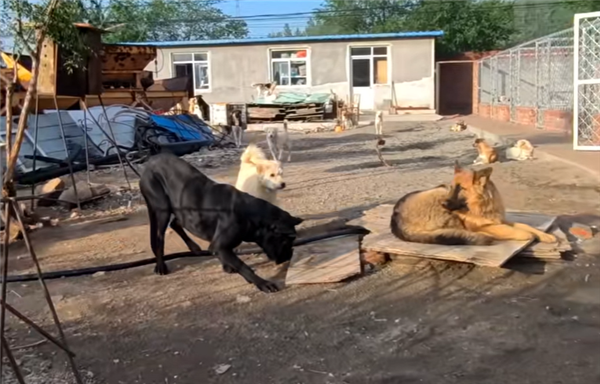 中国下司犬外网爆火 被称为中国狗王！老外真人模仿经典一幕-图4