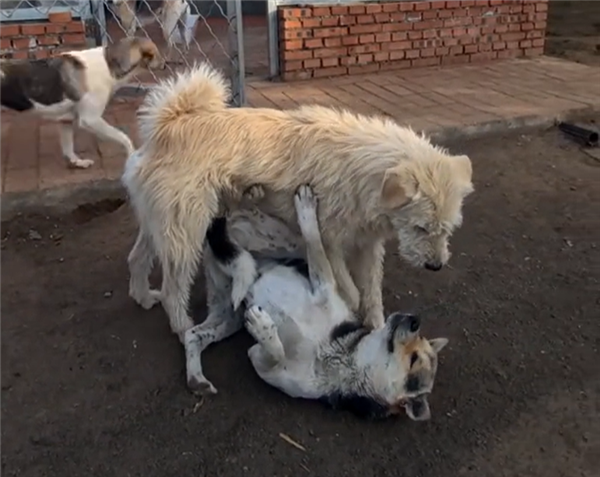 中国下司犬外网爆火 被称为中国狗王！老外真人模仿经典一幕-图5