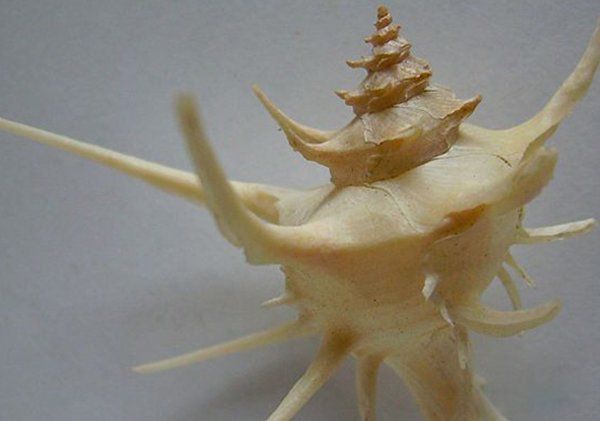 世界上最可怕的蜗牛是什么样子的? 最凶猛的蜗牛排名前十-图3