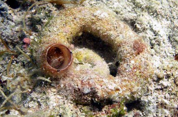 世界上最可怕的蜗牛是什么样子的? 最凶猛的蜗牛排名前十-图4