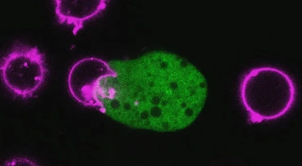 这种每年感染5000万人的寄生虫：科学已经知道它对人体做了什么-图4