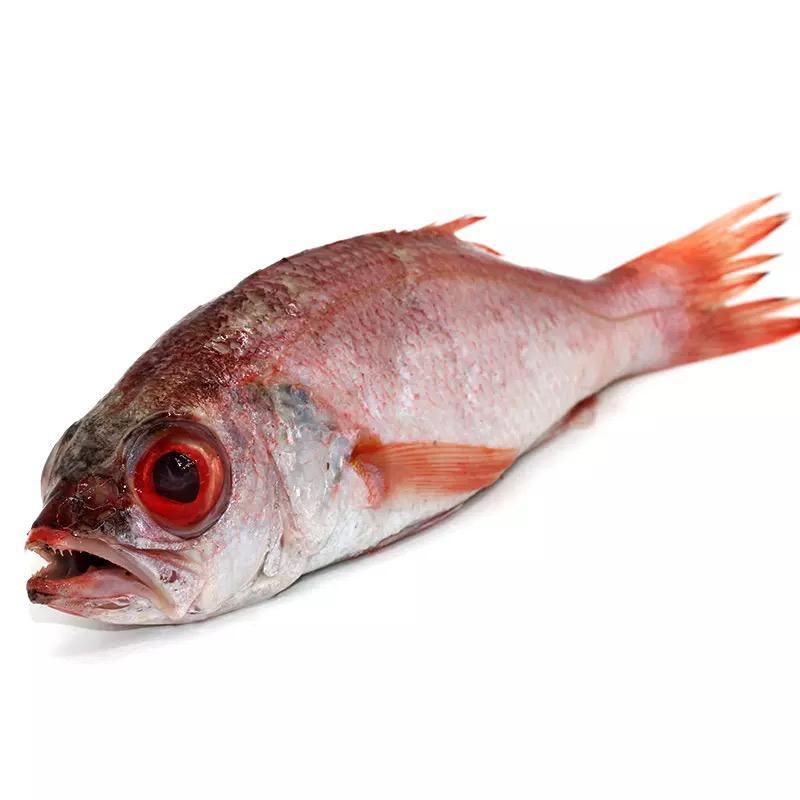 红色大眼睛的海鱼是什么鱼?海中贵族东海红果鲤