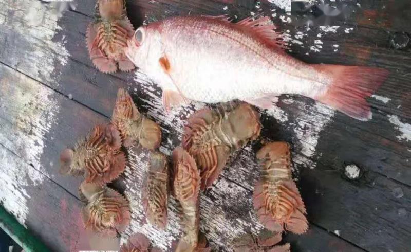 红色大眼睛的海鱼是什么鱼?海中贵族东海红果鲤