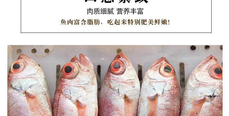 红色大眼睛的海鱼是什么鱼?海中贵族东海红果鲤