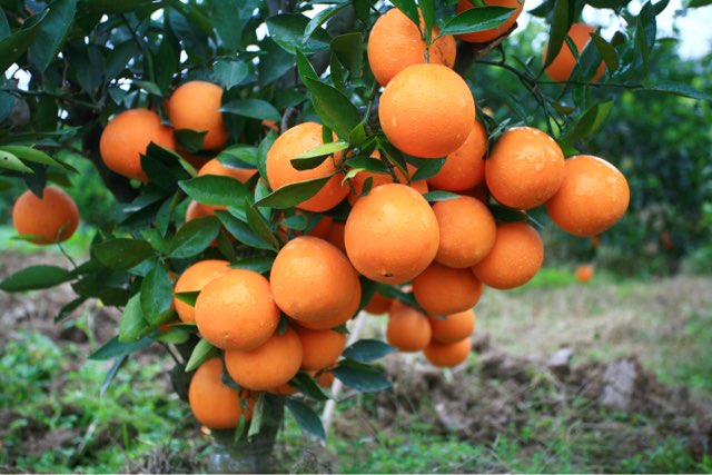 柑橘是什么水果