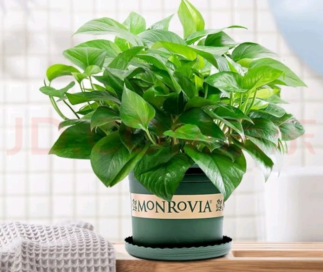 土培绿萝的养殖方法？ 土培绿萝怎么养