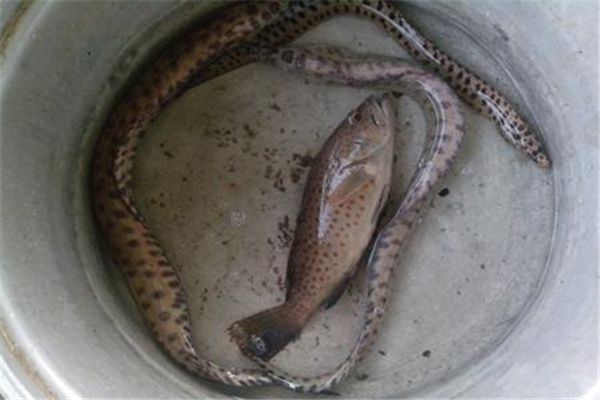 油锥鱼是什么鱼图片?油锥鱼很邪门可怕吗-图3 油锥鱼是什么鱼图片?油锥鱼很邪门可怕吗-图3