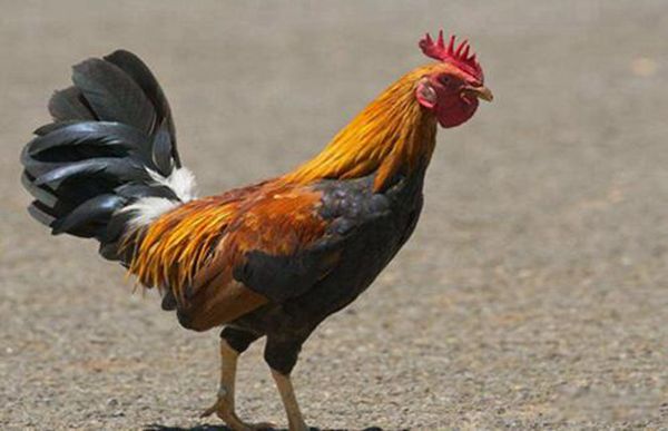 公鸡和蝙蝠谁是鸟类？各自的特点是什么