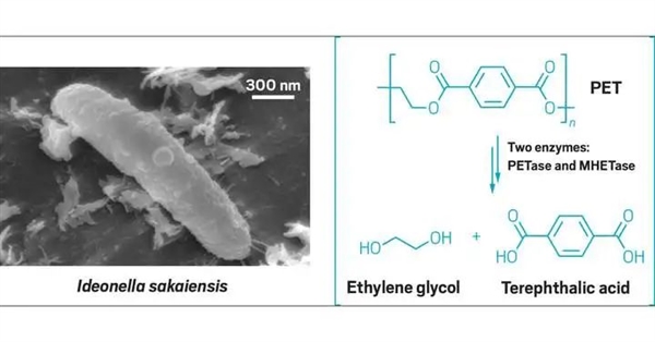 地球上明明有吃塑料的虫子 为什么没有普及-图5 地球上明明有吃塑料的虫子 为什么没有普及-图5