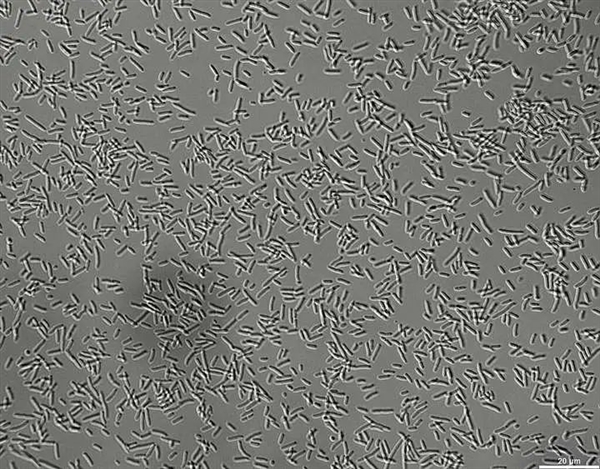 地球上明明有吃塑料的虫子 为什么没有普及-图7 地球上明明有吃塑料的虫子 为什么没有普及-图7