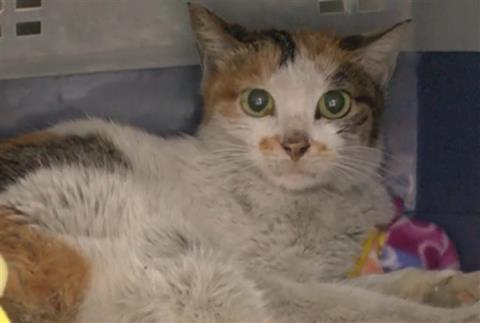 中国三花猫“偷渡”美国：无食无水生存三周