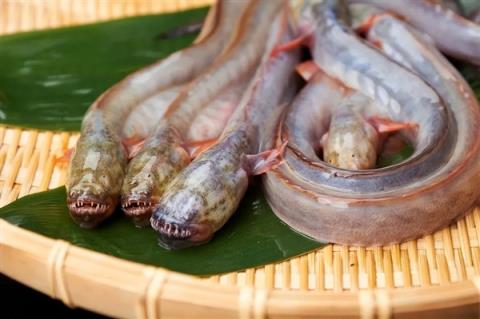 日本餐厅开创异形饺子 宛如抱脸虫出壳！满嘴尖牙很惊悚(图3)