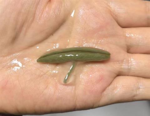 这种长在水里的菜：能“鲜掉”你的舌头！(图2)