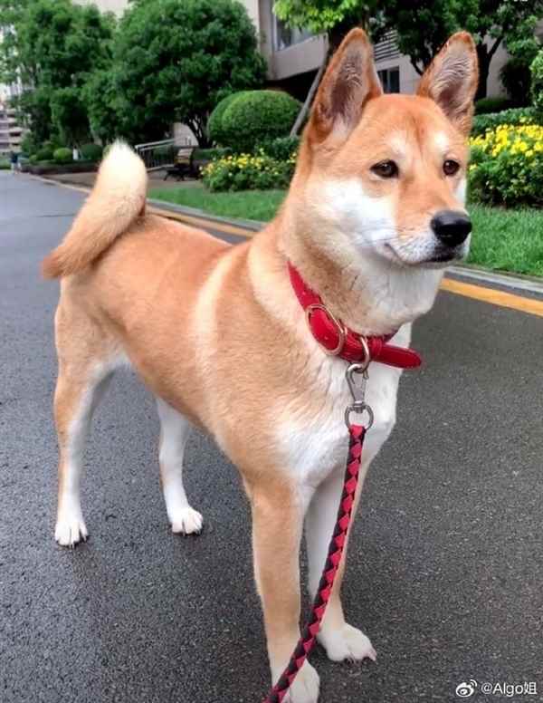 中华田园犬禁养 网友吵翻老祖宗严选为啥不让养：多部门回应了(图1)