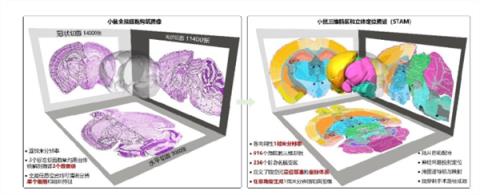微米级“脑地图”来了！中国科学家突破脑科学研究关键技术(图2)