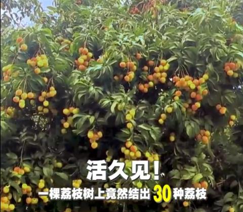 广西灵山惊现“百变荔枝王”！一棵荔枝树上竟然结出30种荔枝(图1)