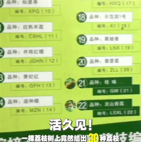 广西灵山惊现“百变荔枝王”！一棵荔枝树上竟然结出30种荔枝(图2)
