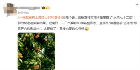 广西灵山惊现“百变荔枝王”！一棵荔枝树上竟然结出30种荔枝(图4)