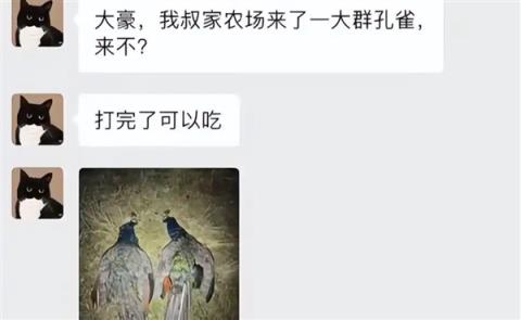 国外孔雀免费吃 新西兰农场来了一群孔雀 中国网红受邀前去狩猎(图1)