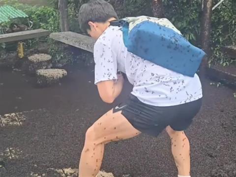 喜欢一边交配一边飞行！韩国“爱情虫”大爆发(图1)