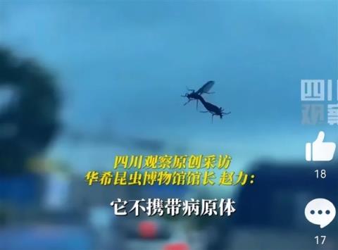 喜欢一边交配一边飞行！韩国“爱情虫”大爆发(图2)