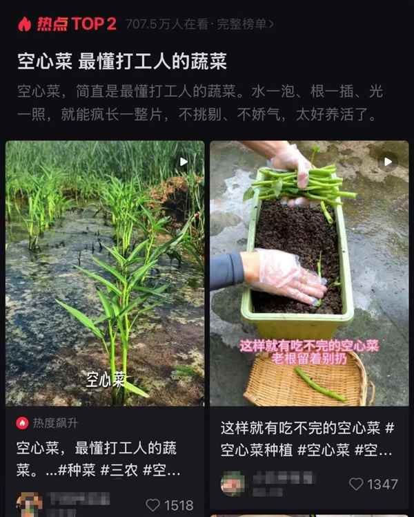 最懂“牛马”的蔬菜！给水就能活(图1)