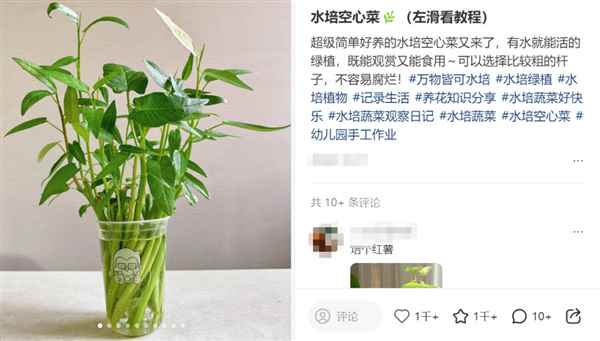 最懂“牛马”的蔬菜！给水就能活(图2)