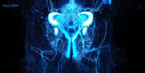 太科幻！我国科学家首次实现小鼠全身“高清全景成像”：单根神经纤维清晰可见(图4)