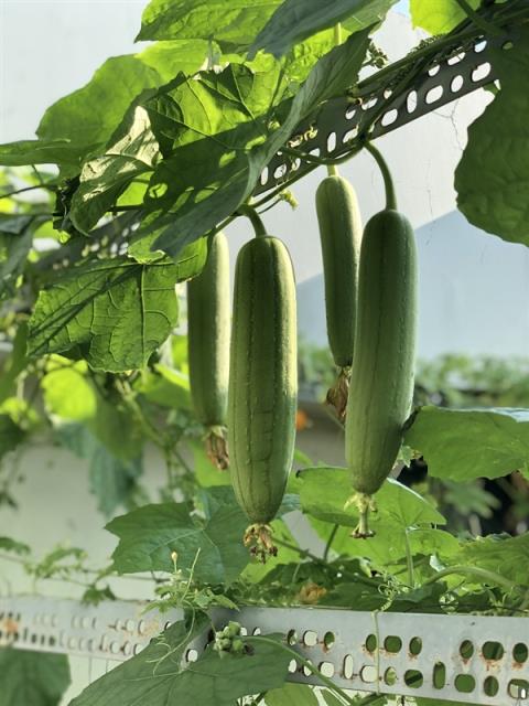 这种蔬菜嫩时能吃、老了能用 热量低还超补水(图3)