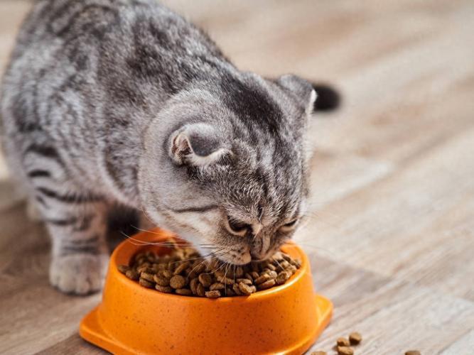 科学喂养指南：小猫每天该喂几次猫粮?-趣考网