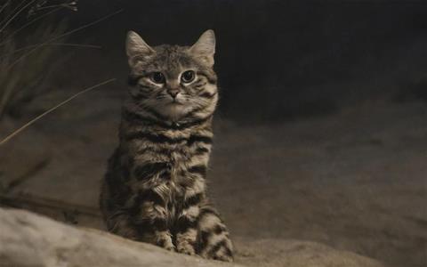这是已知最致命的猫科动物！一年猎杀3000只啮齿动物(图1)