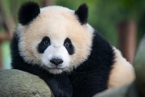 饭圈文化要不得！中国大熊猫保护研究中心发声：坚决反对和抵制(图1)