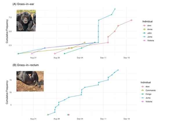 为了潮流文化：黑猩猩把一根草插入自己耳朵或肛门里(图2)