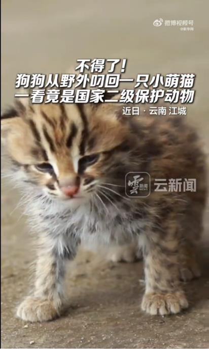 不得了！狗狗从野外叼回一只小萌猫  竟是国家二级保护动物豹猫(图1)