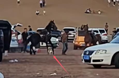 没栓绳的法斗犬景区内咬马致游客坠落：被马飞起一脚踢废(图1)