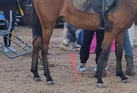 没栓绳的法斗犬景区内咬马致游客坠落：被马飞起一脚踢废(图2)