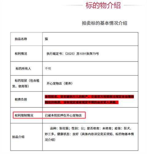 500元起拍的“抵债猫”火了：2600人竞拍 25万人围观(图2)