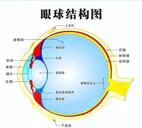轮子这么好用的东西 为什么没有动物进化出轮子呢(图4)