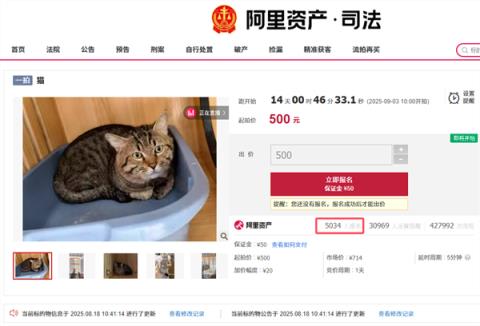 主人因欠钱3岁狸花猫被法拍 已超5千人报名竞拍(图1)