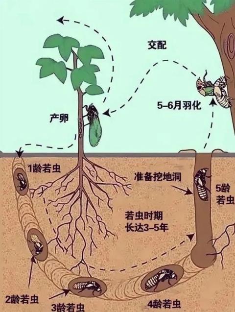 那些13年蝉和17年蝉 根据什么来判断自己在地下度过的时间(图5)
