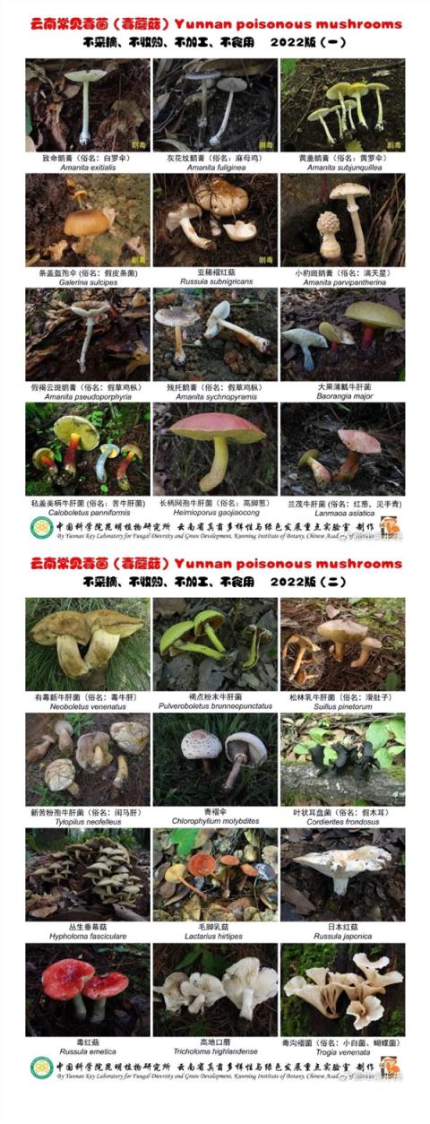 一家9口吃鹅膏菌中毒 医生：致死率非常高(图2)