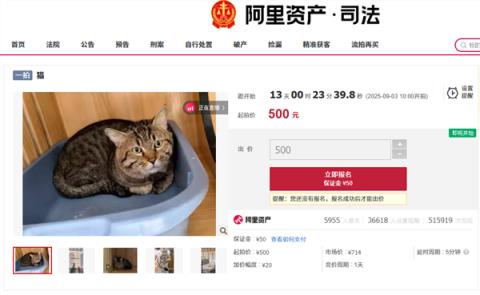 主人因欠钱3岁狸花猫被法拍 身价暴涨 宠物店老板娘也要竞拍(图1)