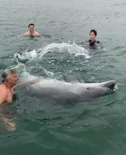 英国海湾一只网红海豚试图淹死游泳女子：四次跳到背上去(图4)