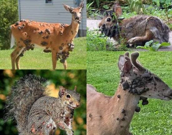 定焦镜头拍照真的比变焦镜头更好吗