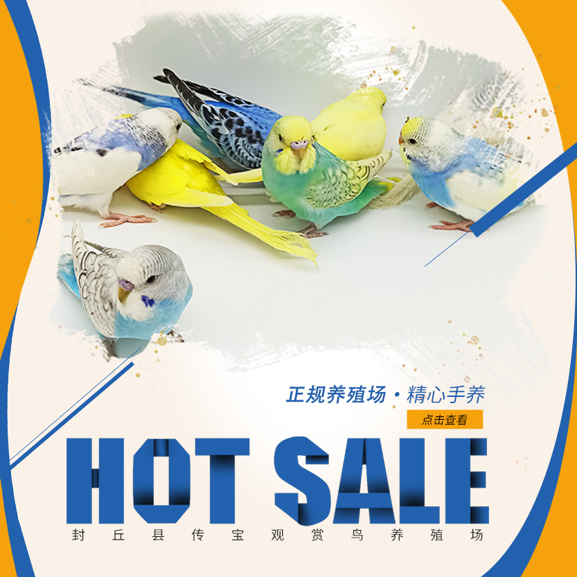 虎皮鹦鹉:萌宠中的智慧小精灵,轻松学会说话,包活好喂养!🦜-图1 虎皮鹦鹉:萌宠中的智慧小精灵,轻松学会说话,包活好喂养!🦜-图1