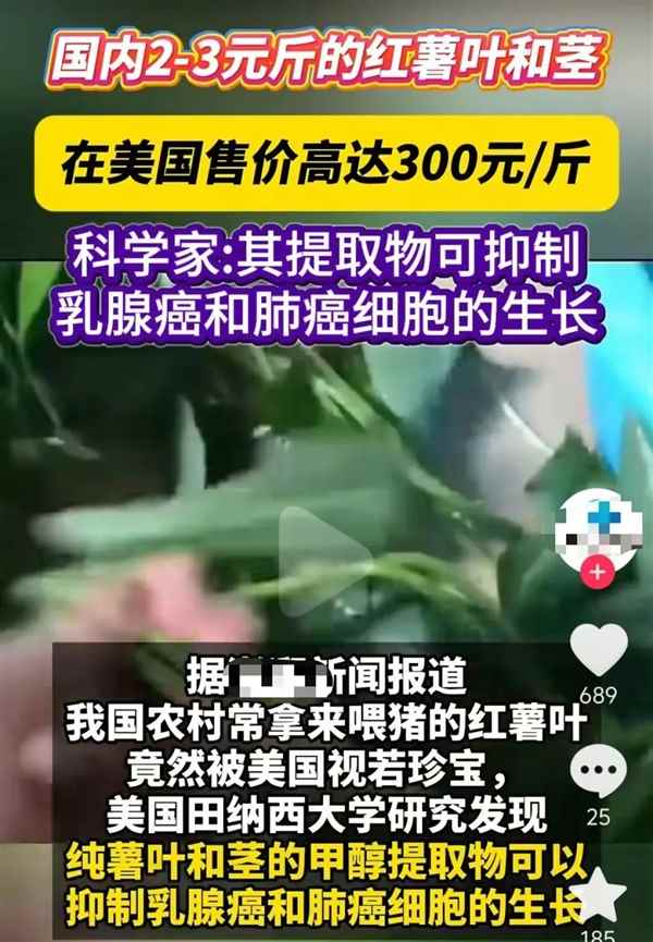 不起眼的“喂猪菜” 在美国卖到300元一斤！竟然还抢疯了(图1)