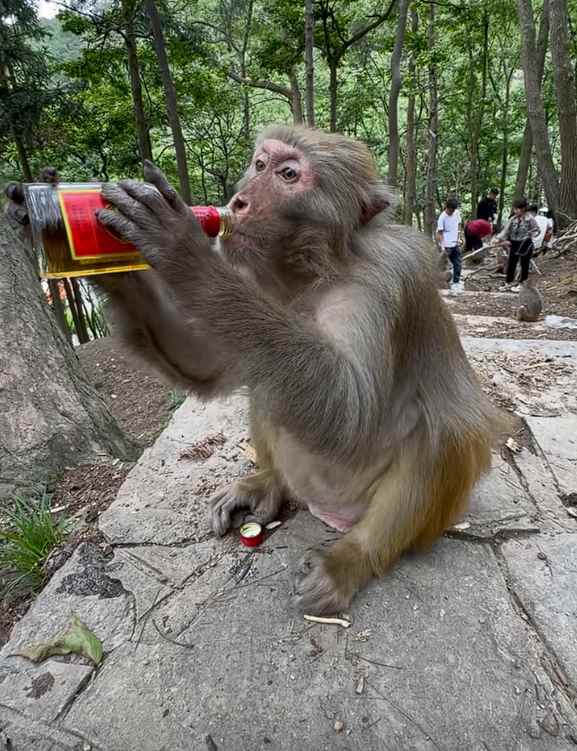 大爷喂野生猴子喝白酒 还夸其海量！景区回应(图2)