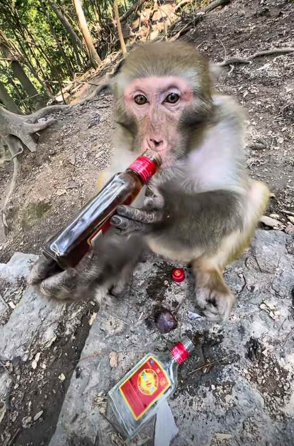 大爷喂野生猴子喝白酒 还夸其海量！景区回应(图3)
